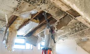 Why You Should Choose Our Mold Remediation Services in Oak Harbor, WA